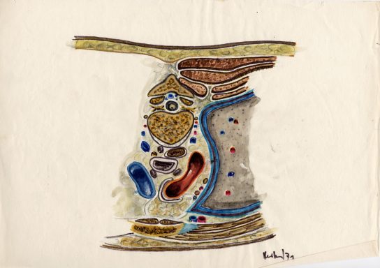 Anatomische Zeichnungen Schematische Darstellung eines Querschnitts mit bunten Farbcodierungen von Organen.