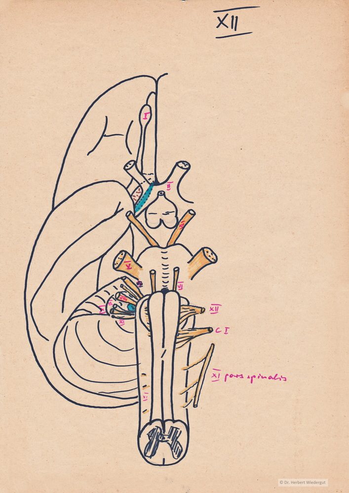 Anatomische Skizze von Herbert Wiedergut mit Darstellung der Hirnnerven.
