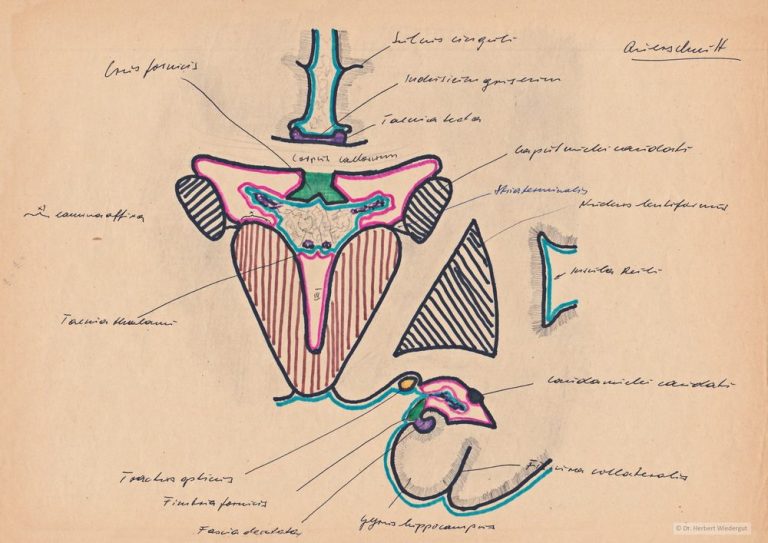 Anatomische Zeichnung von Herbert Wiedergut des menschlichen Gehirns im Frontalschnitt Beschriftung..