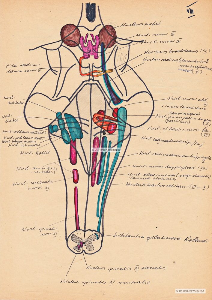 Medulla oblongata mit darstellung der Hirnnervenkerne. Anatomische Zeichnung von Herbert Wiedergut.