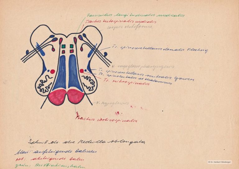 Anatomische Zeichnung von Herbert Wiedergut des menschlichen Gehirns im Frontalschnitt Beschriftung..