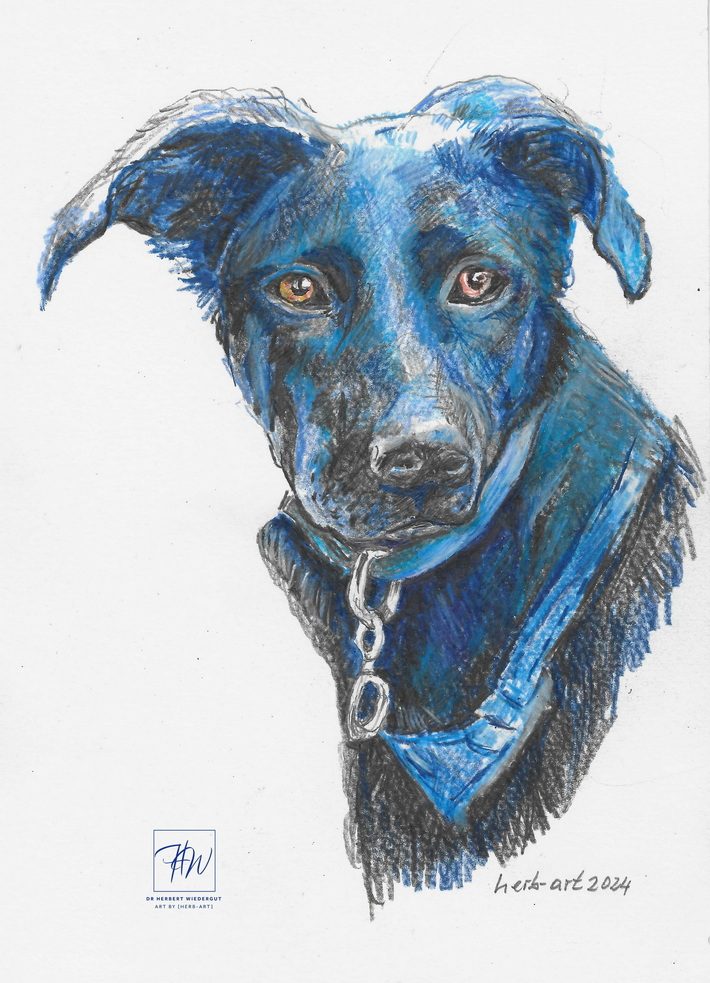 Hundeportrait Porträt eines schwarzen Hundes mit blauen Akzenten und einem Halsband.