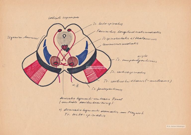 Anatomische Zeichnung von Herbert Wiedergut der Medulla oblongata im Querschnitt.