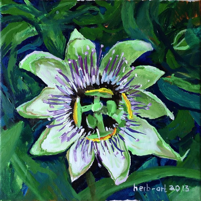 Blühende Passionsblume mit weißen und lila Blütenblättern, umgeben von grünem Laub.