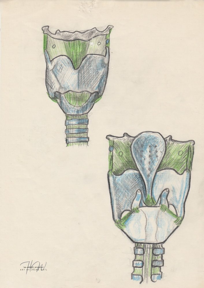 Herbert Wiedergut's anatomische Skizze des menschlichen Kehlkopfes. Knorpel und Bänder von frontal und dorsal dargestellt.