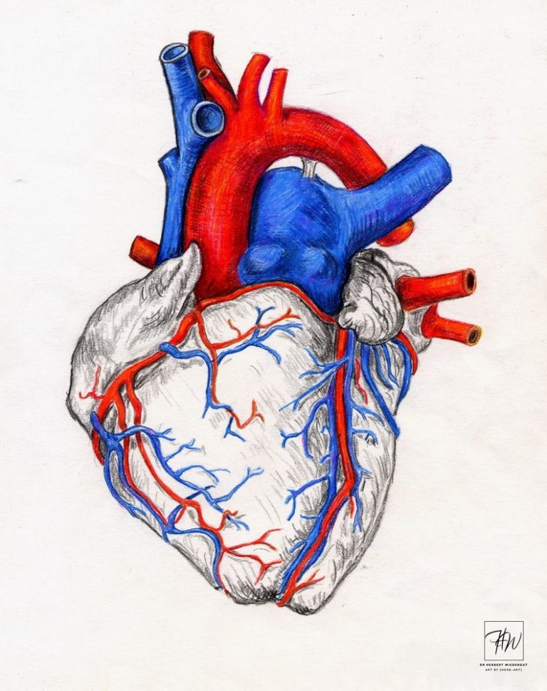 Bunte grafische Darstellung dedes menschlichen Herzens. Anatomische Skizze von Herbert Wiedergut.