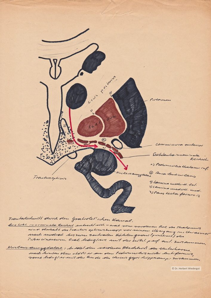 Schematische anatomische Zeichnung von Herbert Wiedergut des menschlichen Gehirns. Ausführliche Beschreibung.