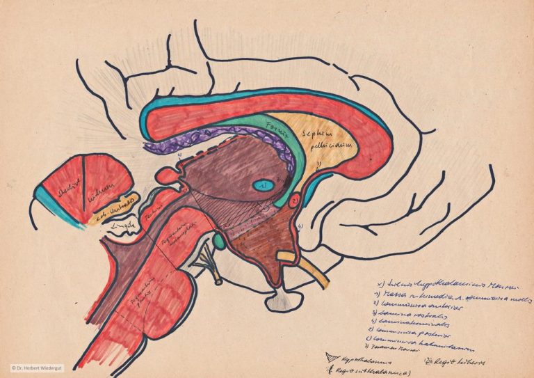 Anatomische Zeichnung von Herbert Wiedergut des menschlichen Gehirns im Medianschnitt mitfarblichen Markierungen und Beschriftung..