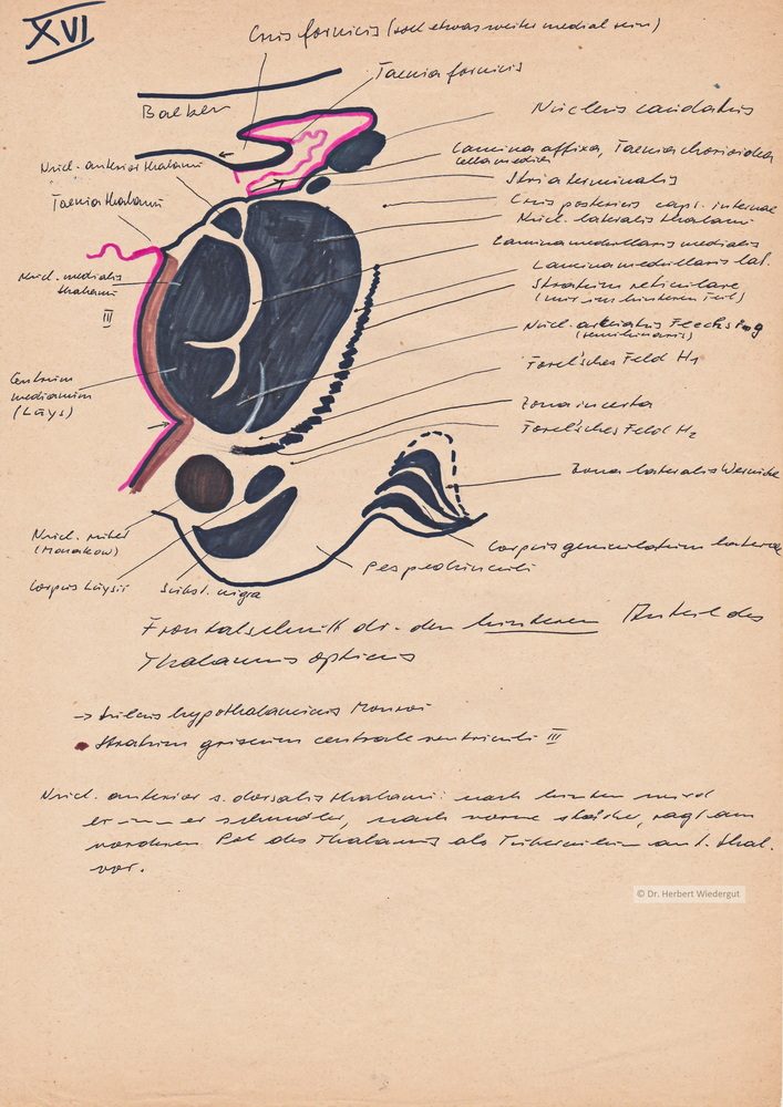 Schematische anatomische Zeichnung von Herbert Wiedergut des menschlichen Gehirns. Ausführliche Beschreibung des Thalamus opticus,.