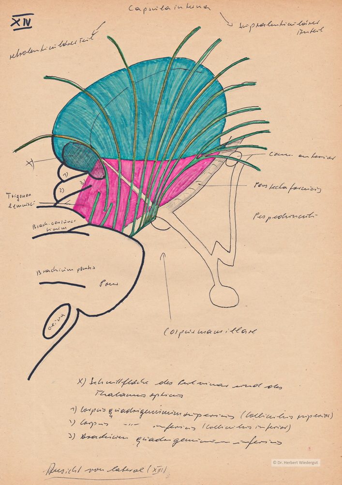 Capsula interna. Anatomische Zeichnung von Herbert Wiedergut.
