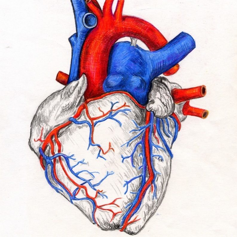 Medizinische Illustration – anatomische Zeichnung von Dr. Herbert Wiedergut