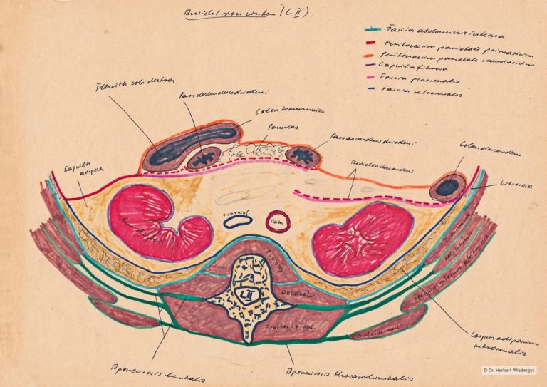 Regio lumbalis. Anatomische Skizze von Herbert Wiedergut.