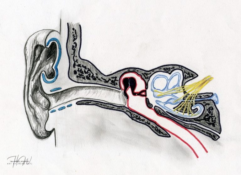 Schematische Darstellung des menschlichen Ohres mit Gehörgang und Innenohrstrukturen. anatomische Zeichnung von Herbert Wiedergut.