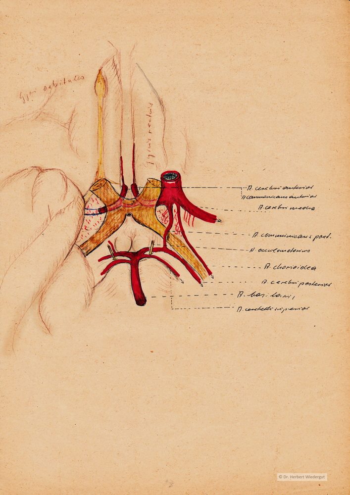 Anatomische Zeichnung der Nerven und Gefäßeam Gehirn mit Darstellung des Chiasma opticum. Skizze von Herbert Wiedergut.