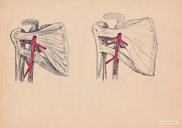 Schulter. Anatomische Skizze von Herbert Wiedergut.