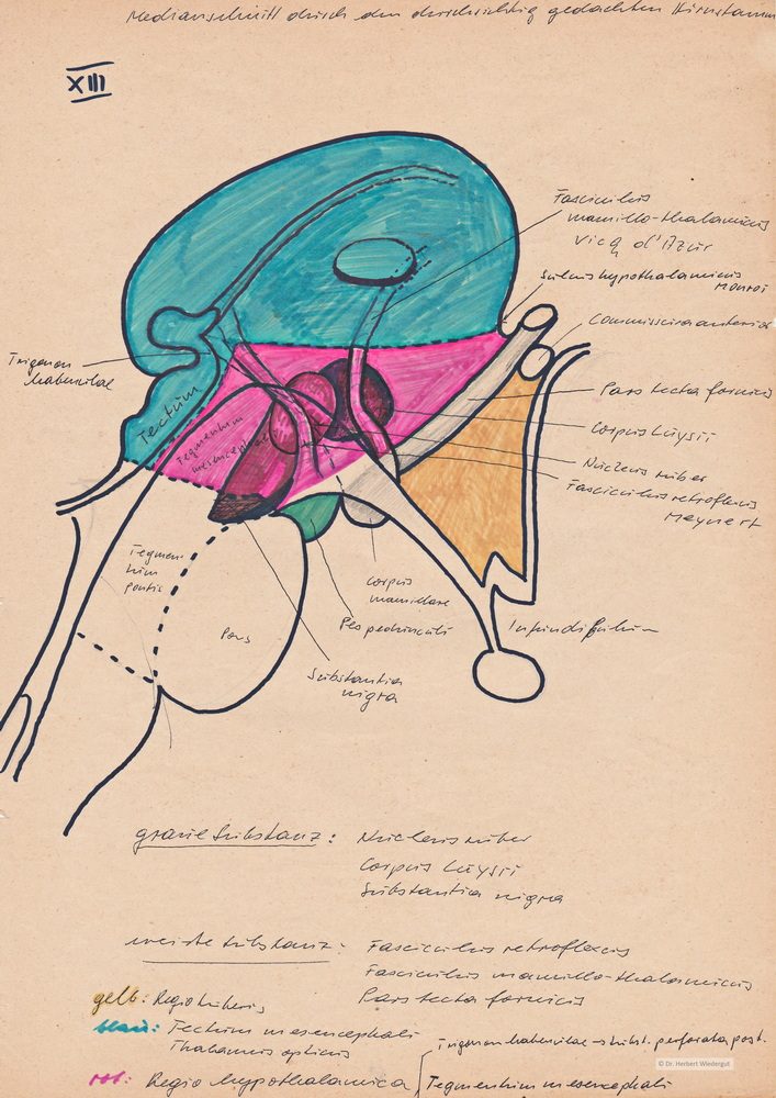 Hirnstamm. Anatomische Zeichnung von Herbert Wiedergut.