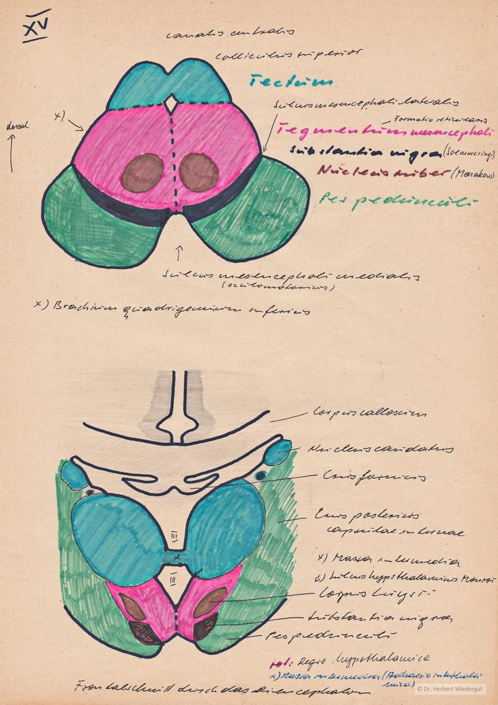 Anatomische Zeichnung von Herbert Wiedergut des menschlichen Gehirns.