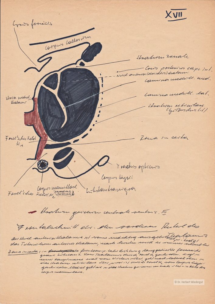Schematische anatomische Zeichnung von Herbert Wiedergut des menschlichen Gehirns. Ausführliche Beschreibung des Thalamus opticus,.