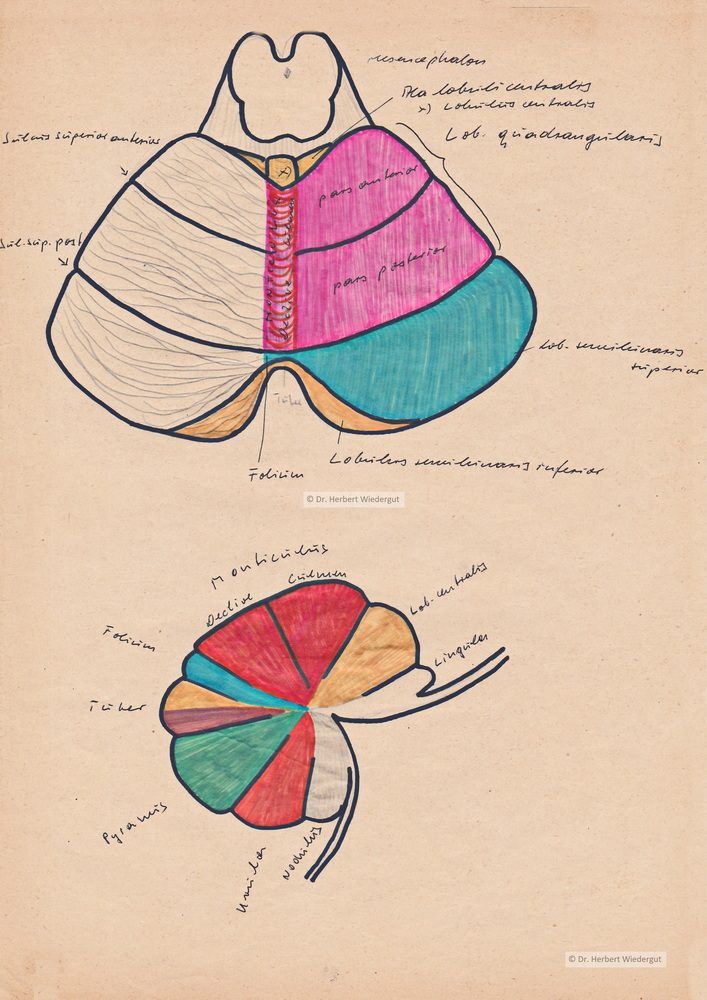Anatomische Zeichnung von Herbert Wiedergut des menschlichen Kleinhirns.