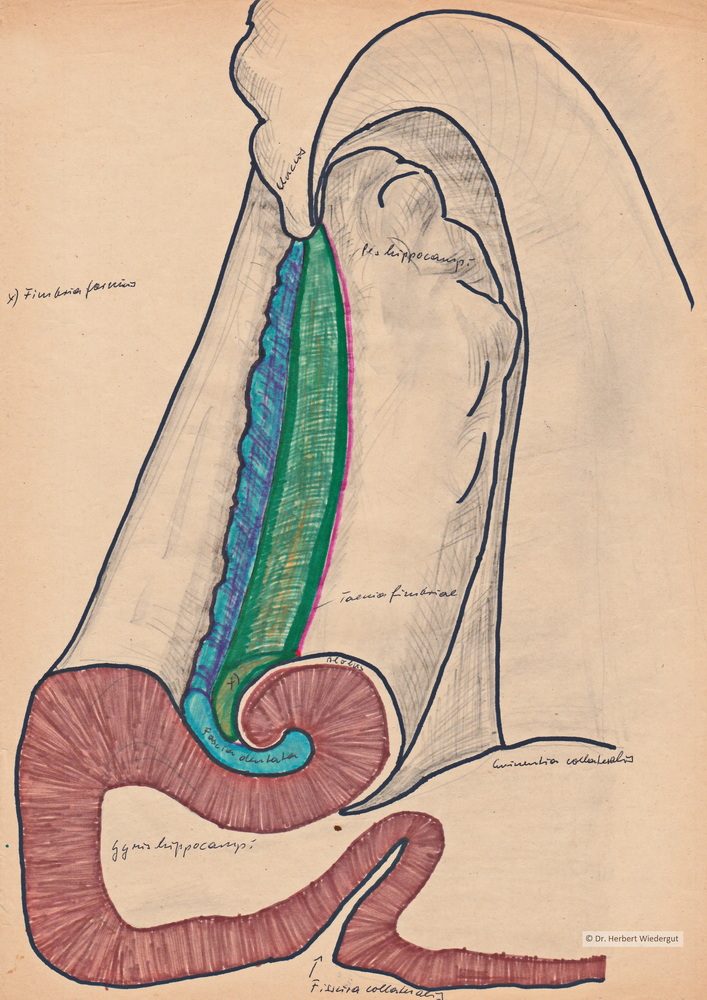 Anatomische Zeichnung von Herbert Wiedergut des menschlichen Gehirns der Hippocampusregion. 