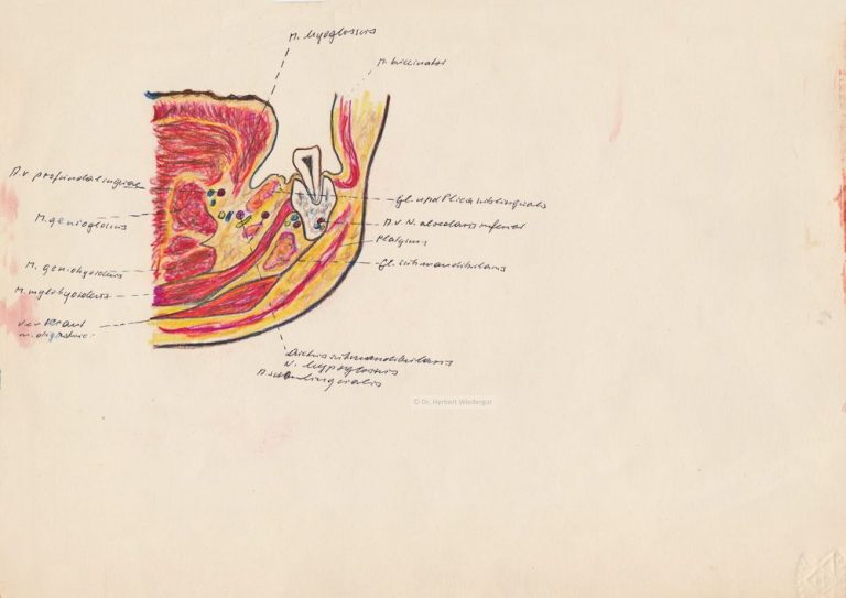 Anatomische Skizze von Herbert Wiedergut des menschlichen Unterkiefers mit Muskulatur, Zunge und weiteren Details.