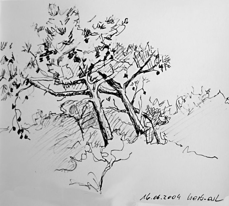 Skizze eines Baumes mit sichtlich verzweigten Ästen und Laub.
