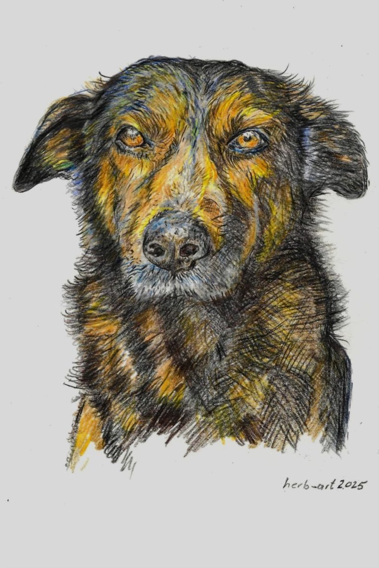 Hundeportrait Porträt eines Hundes mit braunem Fell und aufmerksamem Ausdruck. Zeichnung von Herbert Wiedergut.
