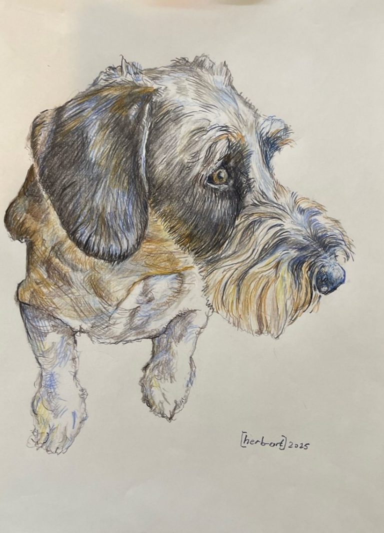Hundeportrait Ein detailliertes Bild mit Buntstiften eines Hundes mit einem neugierigen Ausdruck.