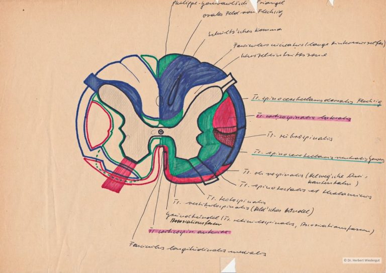 Anatomische Zeichnung von Herbert Wiedergut des menschlichen Rückenmarks im Querschnitt.