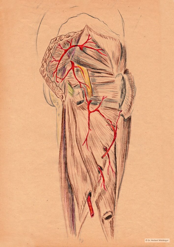 Nervus ischiadicus. Anatomische Skizze von Herbert Wiedergut.