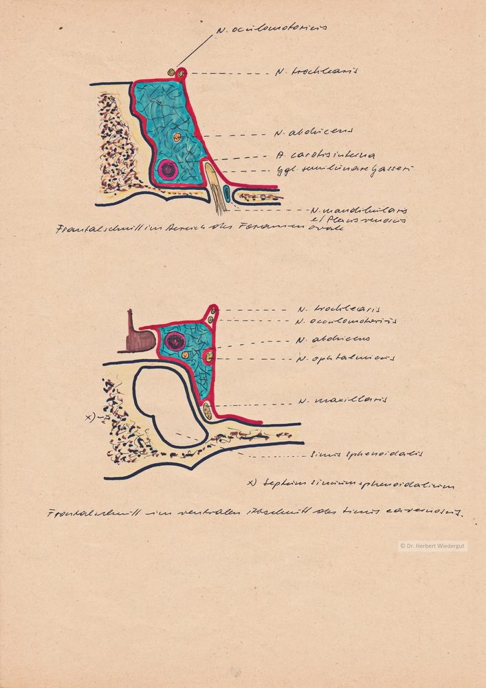 Sinus cavernosus. Anatomische Skizze von Herbert Wiedergut.