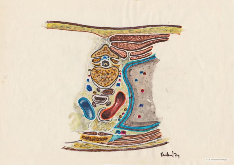 Mediastinum. Anatomische Skizze von Herbert Wiedergut.